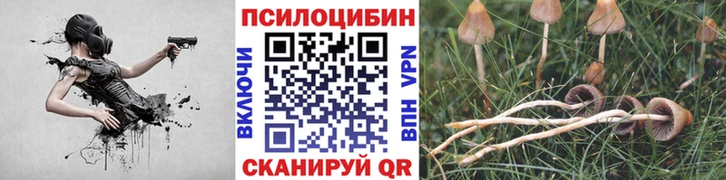 дарк нет телеграм  Владимир  Псилоцибиновые грибы MAGIC MUSHROOMS 