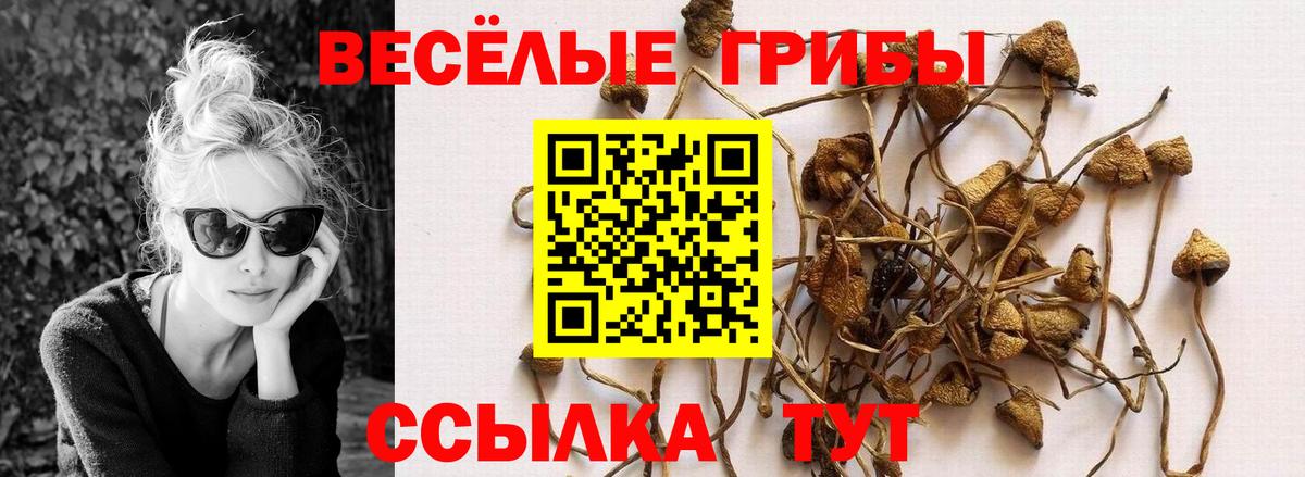 Владимир  Псилоцибиновые грибы прущие грибы  цена наркотик  Псилоцибиновые грибы Psilocybe  Вход с VPN 